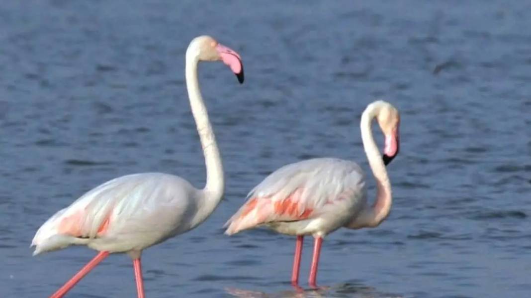 Göksu Deltası Renk Cümbüşüne Sahne Oluyor: 334 Kuş Türü Bir Arada! 4